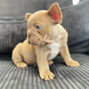 Trust-worthy Sellers- My Pup Central