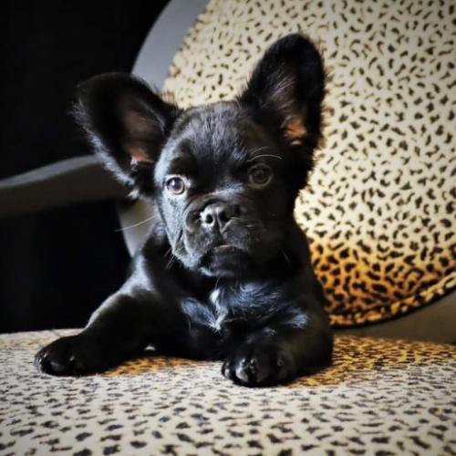 Secure Transportation Options- My Pup Central